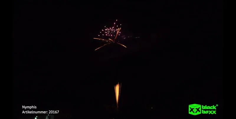 Nymphis 13 Schuss – Titangold-Feuertöpfe & Goldflimmerpalmen mit Purpursternen | 30 mm | ca. 20 Sek. | Blackboxx